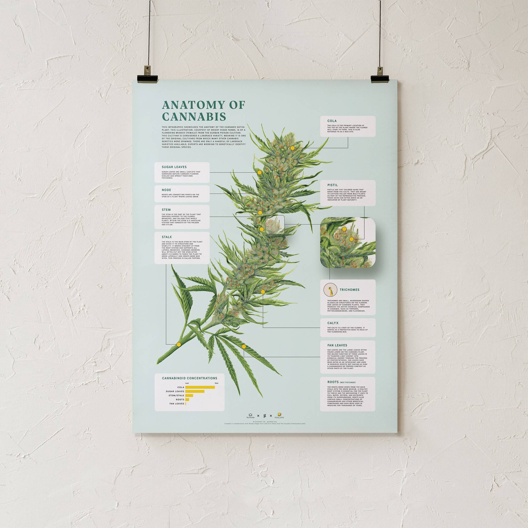 GoldLeaf Impresión de la Anatomía de Cannabis