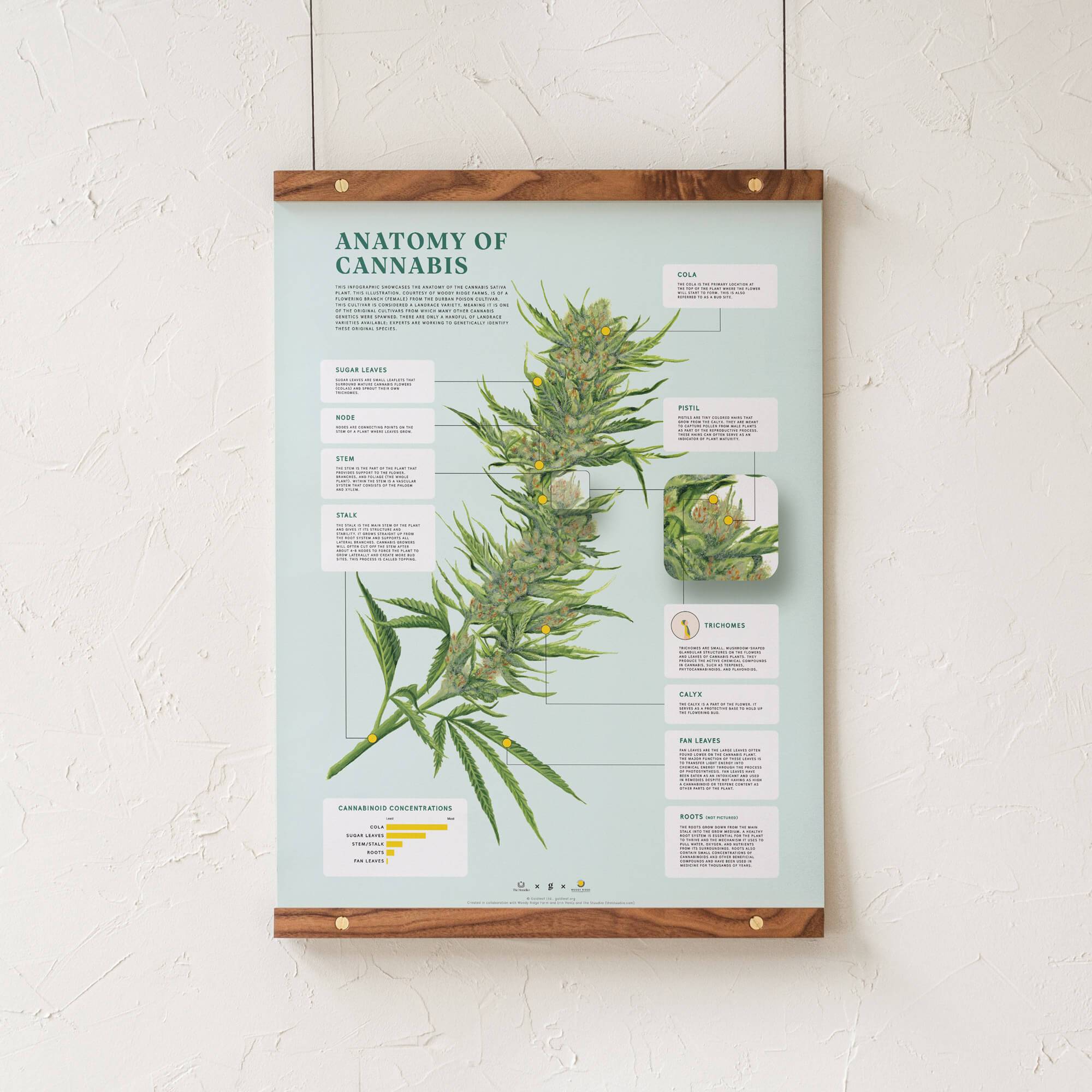 GoldLeaf Impresión de la Anatomía de Cannabis