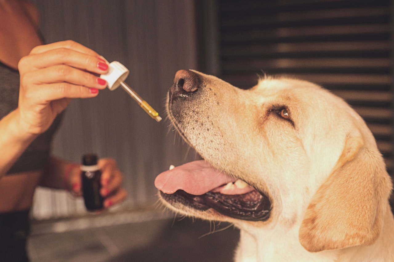 You & Your Pets Bundle