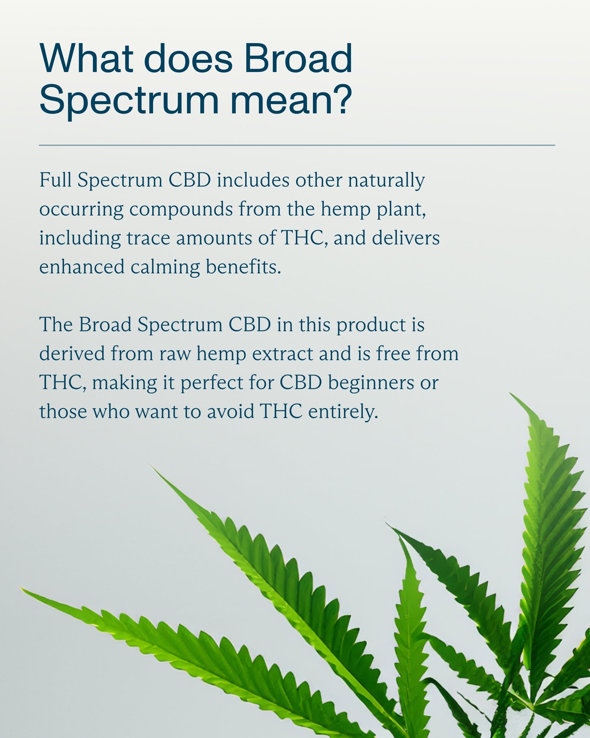 FOCL Daily Calm Broad Spectrum Drops - 1000mg Variety Pack