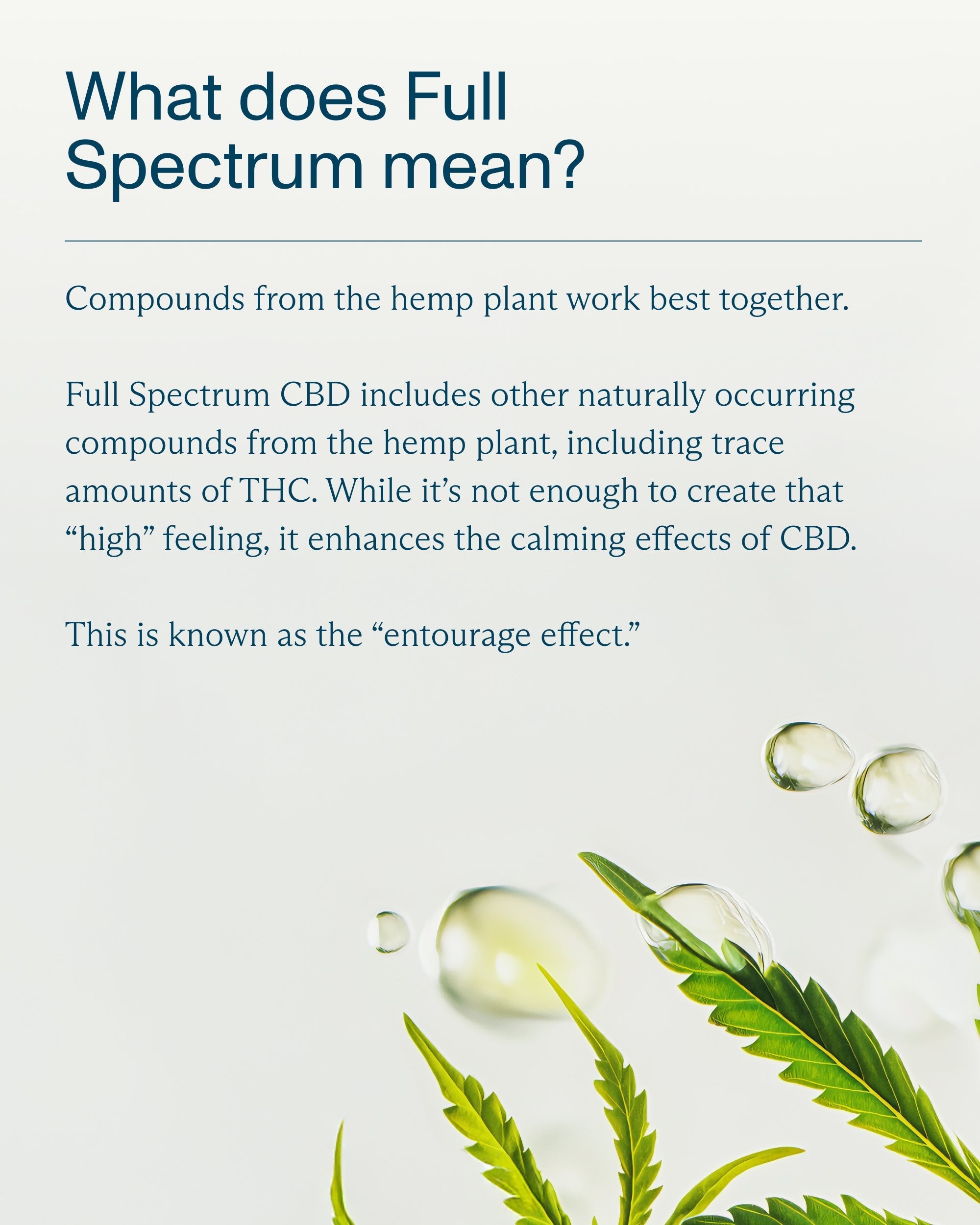 FOCL Daily Calm Full Spectrum Drops