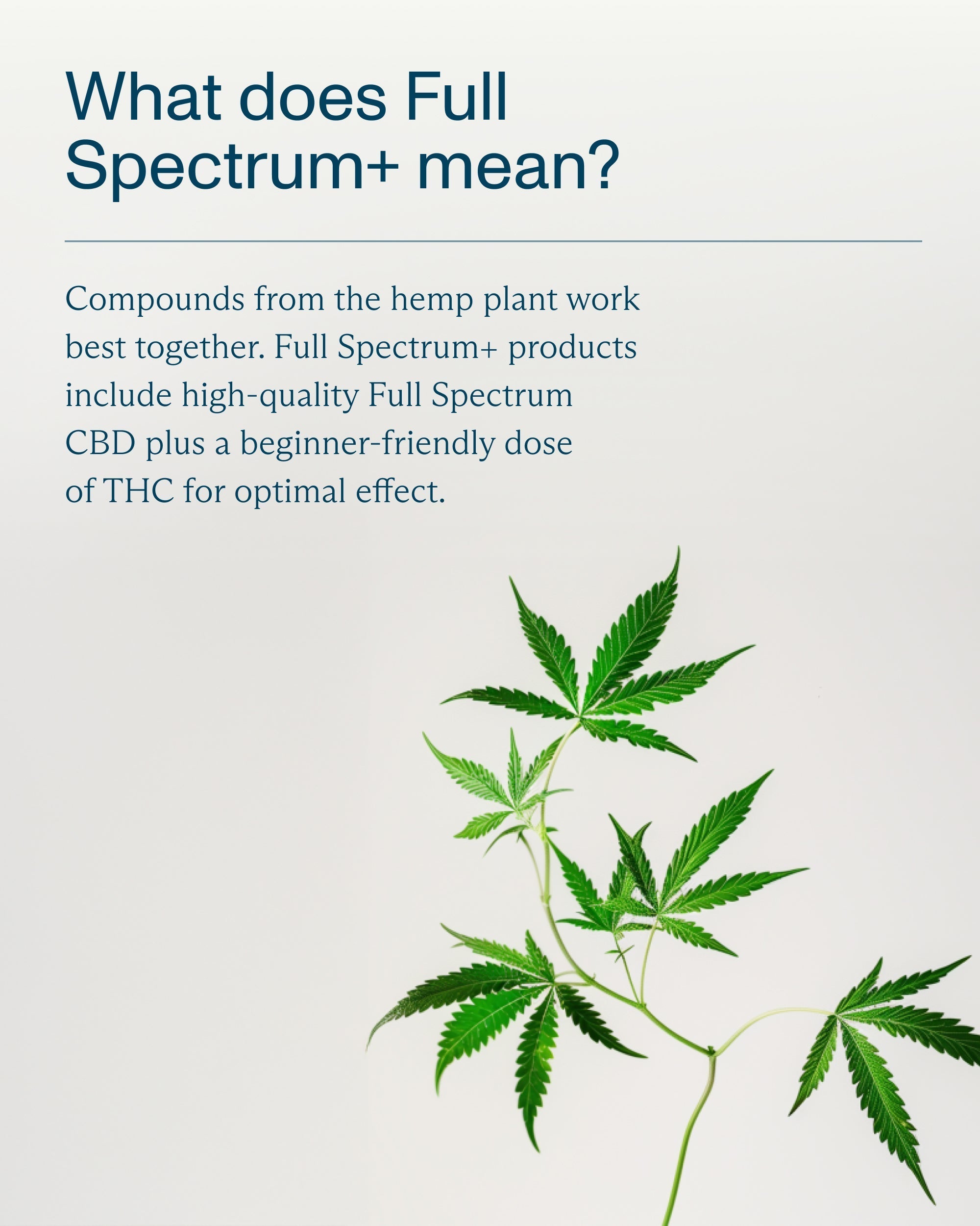 FOCL Deep Sleep Gummies