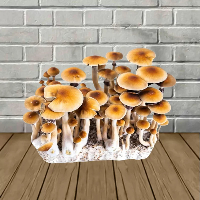 Golden Teacher SporesMD Mushroom Spore