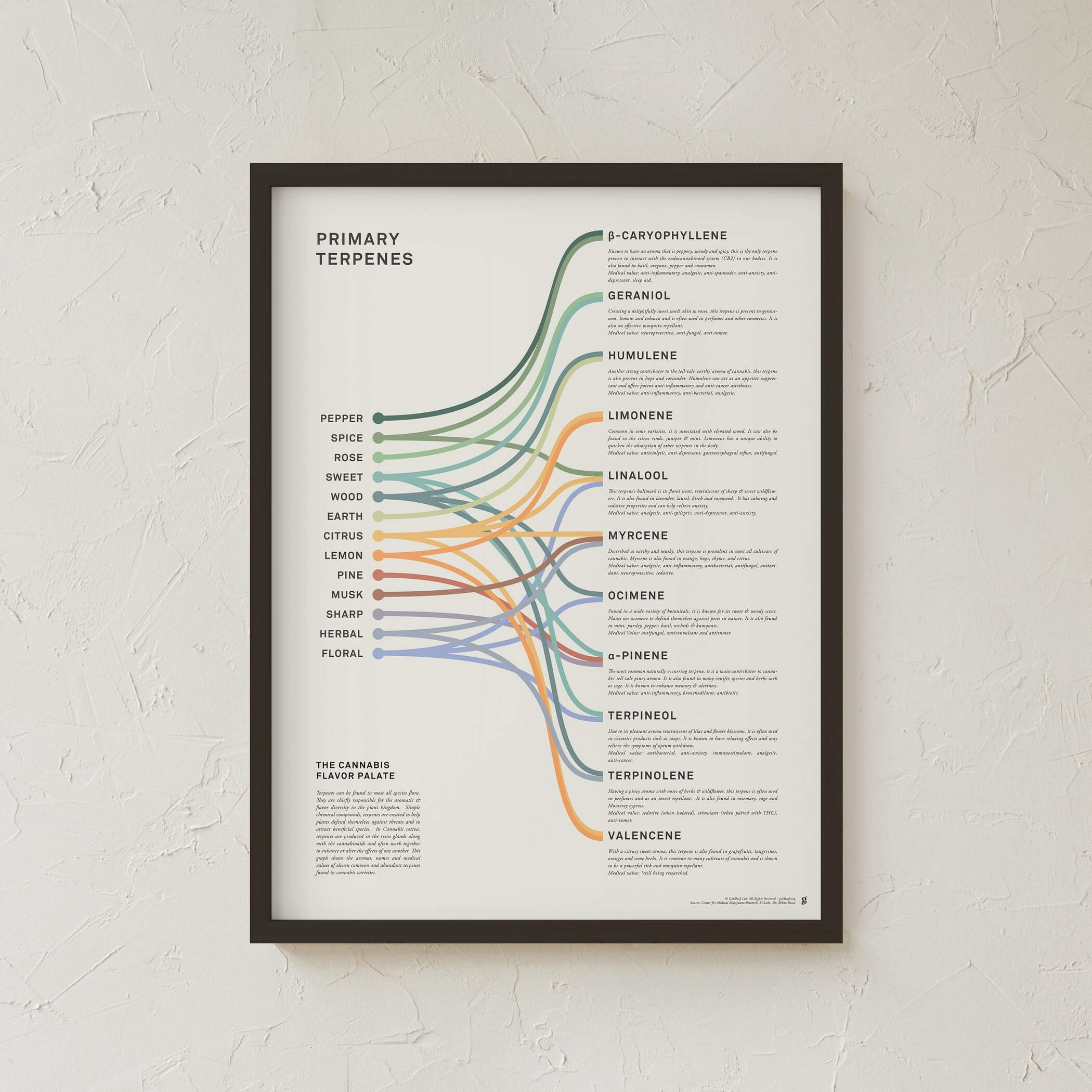 GoldLeaf Impresión Infográfica de Terpenos