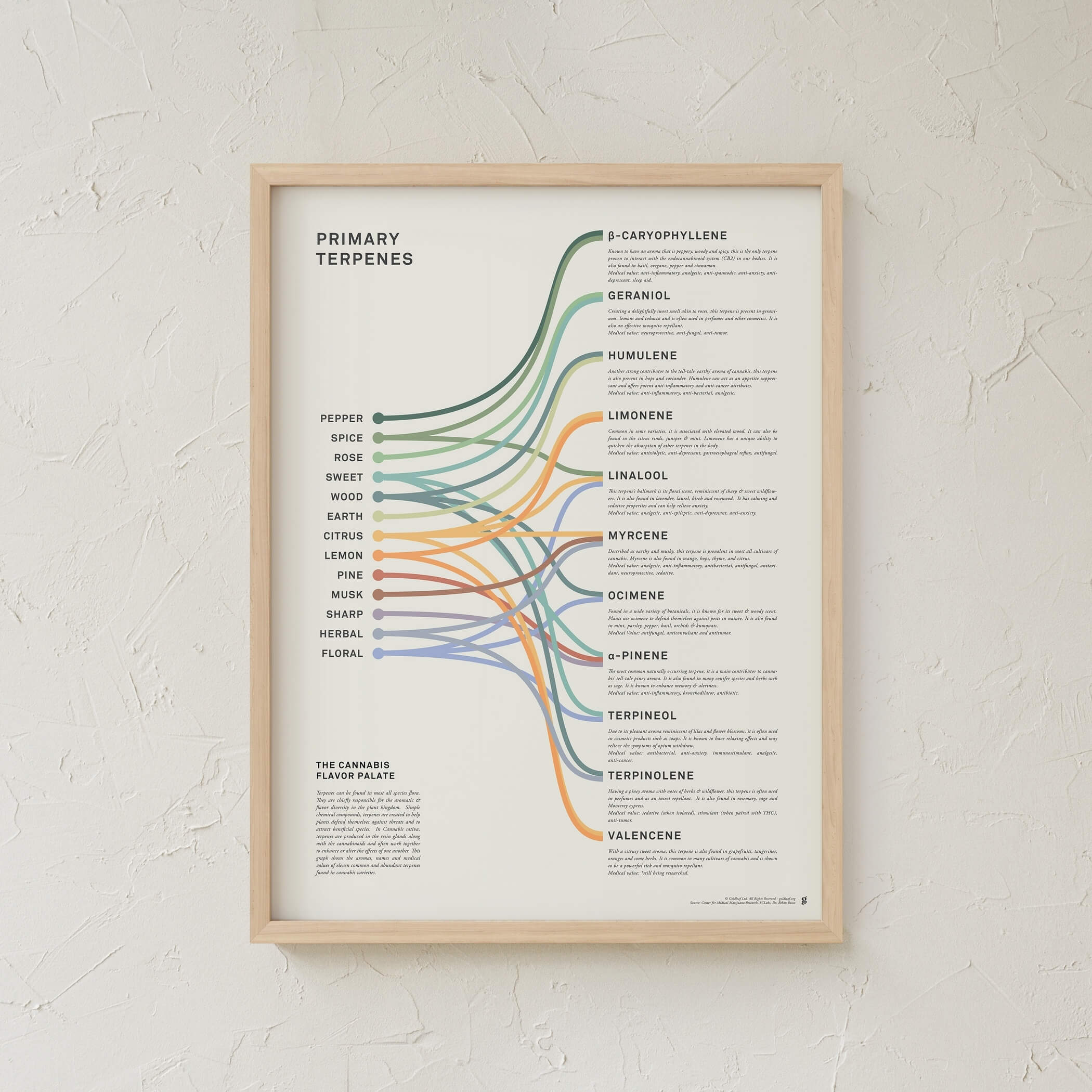 GoldLeaf Impresión Infográfica de Terpenos