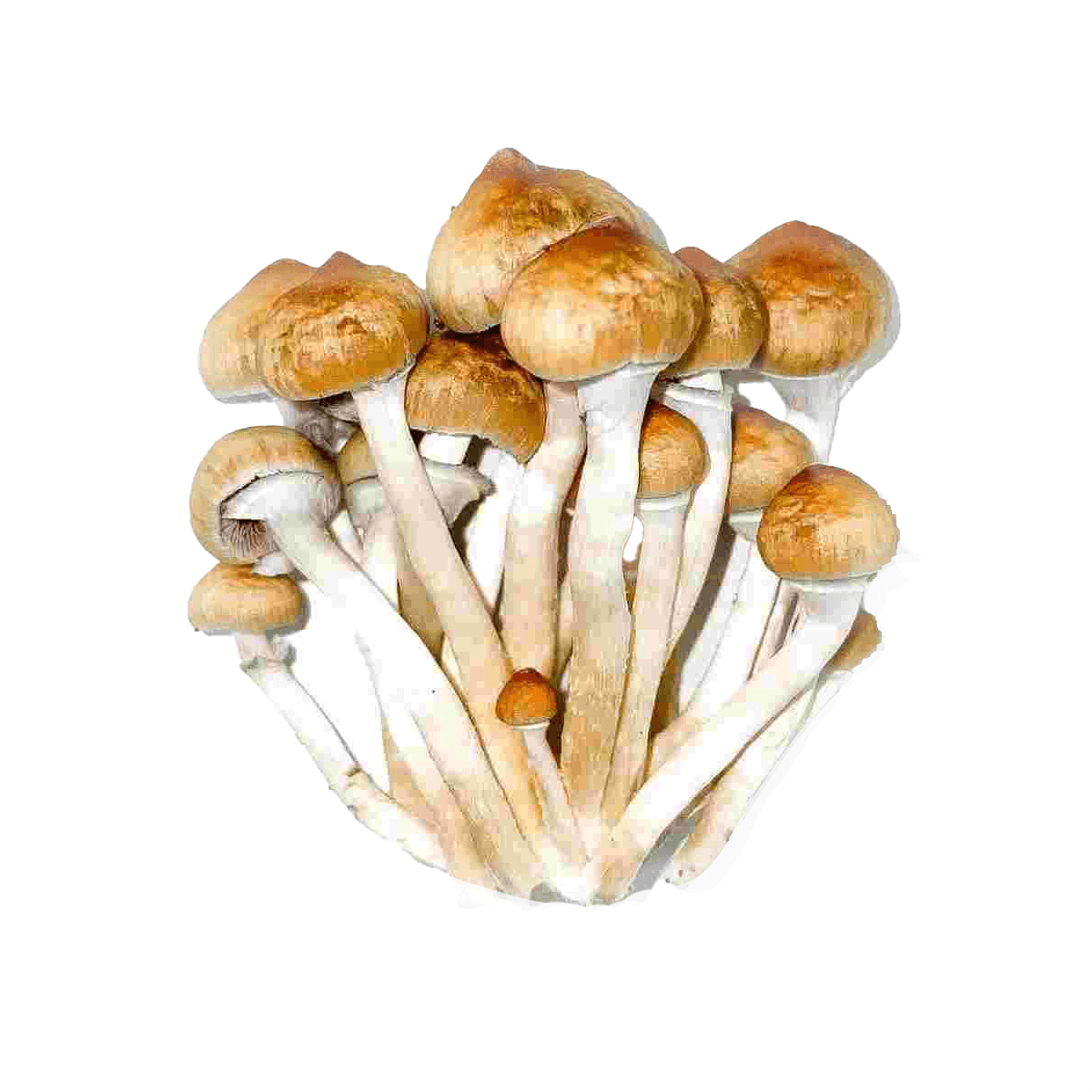 SporesMD Pink Buffalo Mushroom Liquid Culture (10ml)