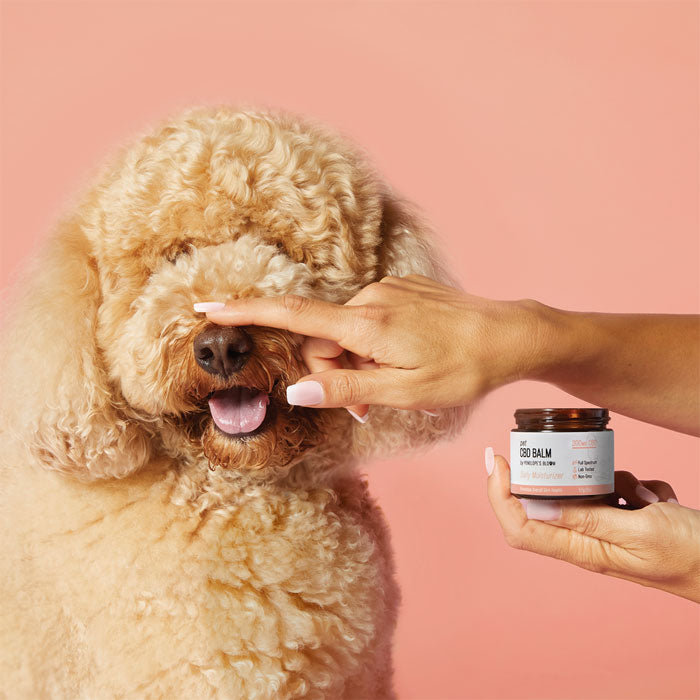 Soothing CBD Pet Balm for Dogs & Cats