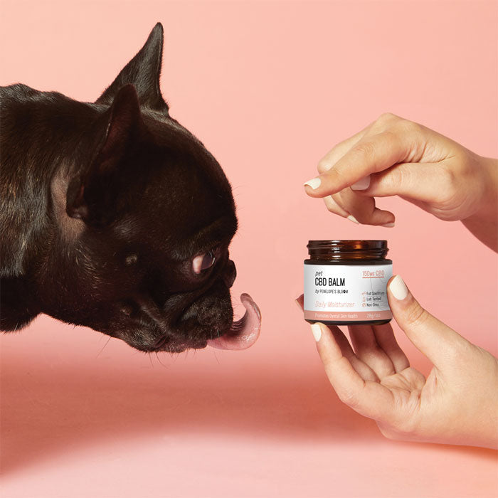 Soothing CBD Pet Balm for Dogs & Cats