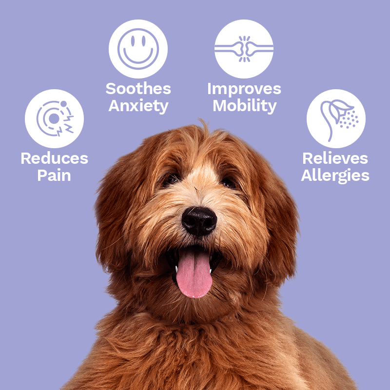 Peanut Butter Flavor CBD Oil For Dogs 250MG-1000MG