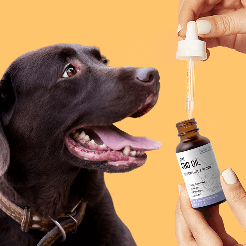 Peanut Butter Flavor CBD Oil For Dogs 250MG-1000MG
