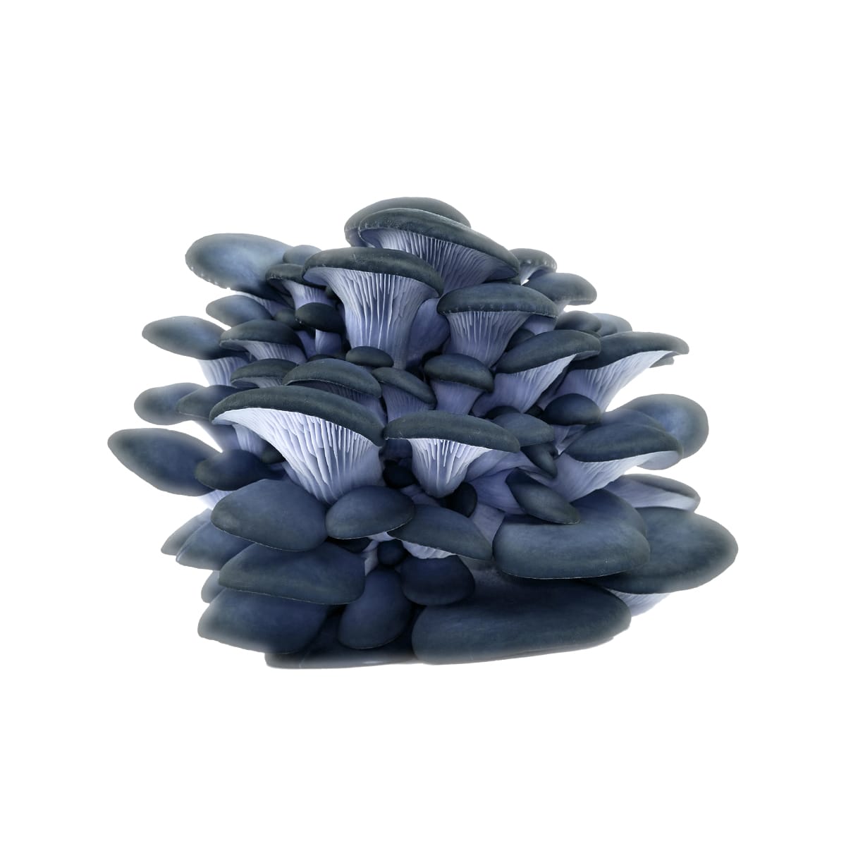 SporesMD Blue Oyster Organic Mushroom Liquid Culture Syringe (10ml)