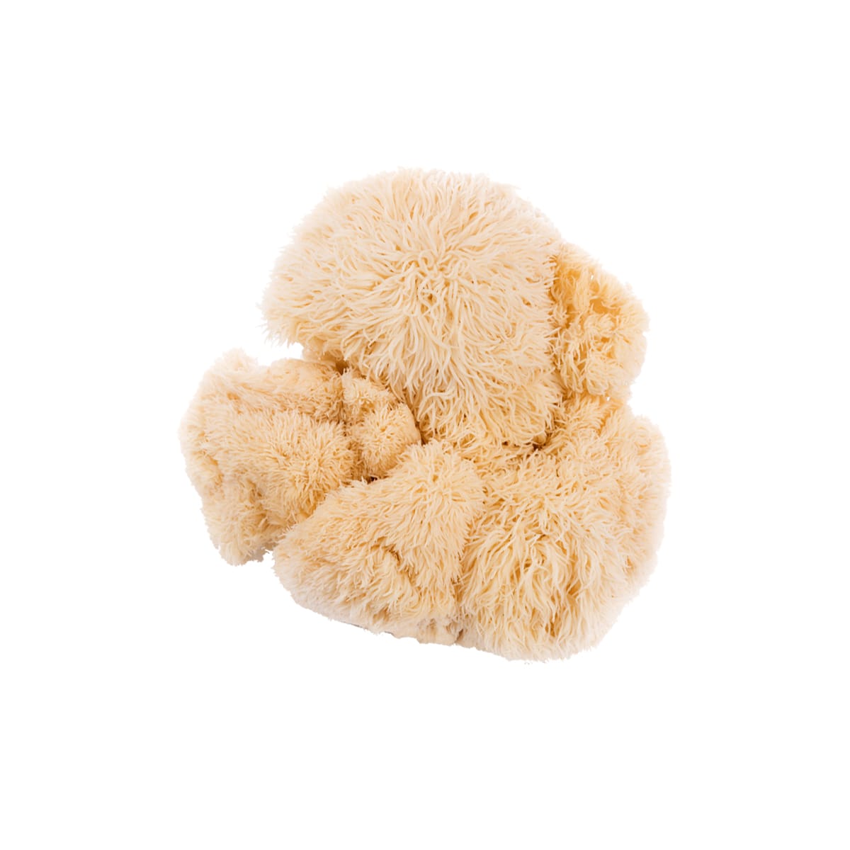 SporesMD Lion’s Mane Organic Mushroom Liquid Culture Syringe (10ml)