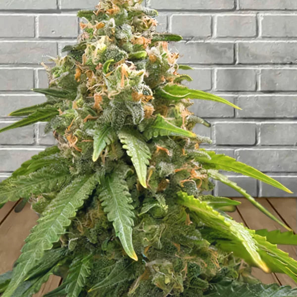 Samurai Squirrel Seeds Feminized Cannabis Seeds 5ct Best Price