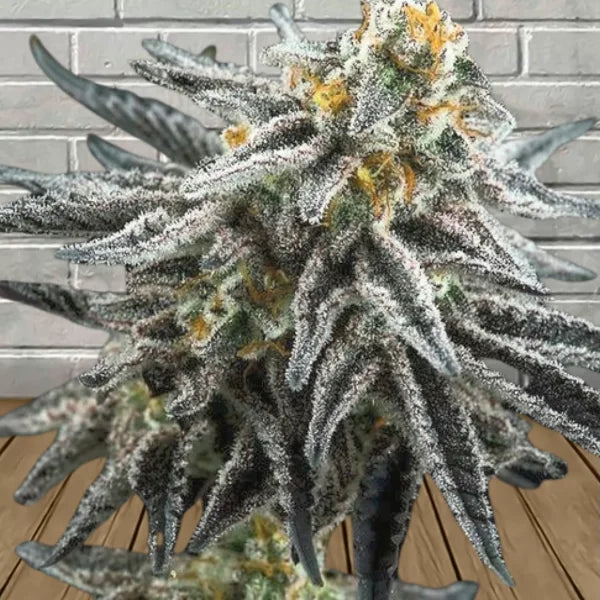 Samurai Squirrel Seeds Feminized Cannabis Seeds 5ct Best Price