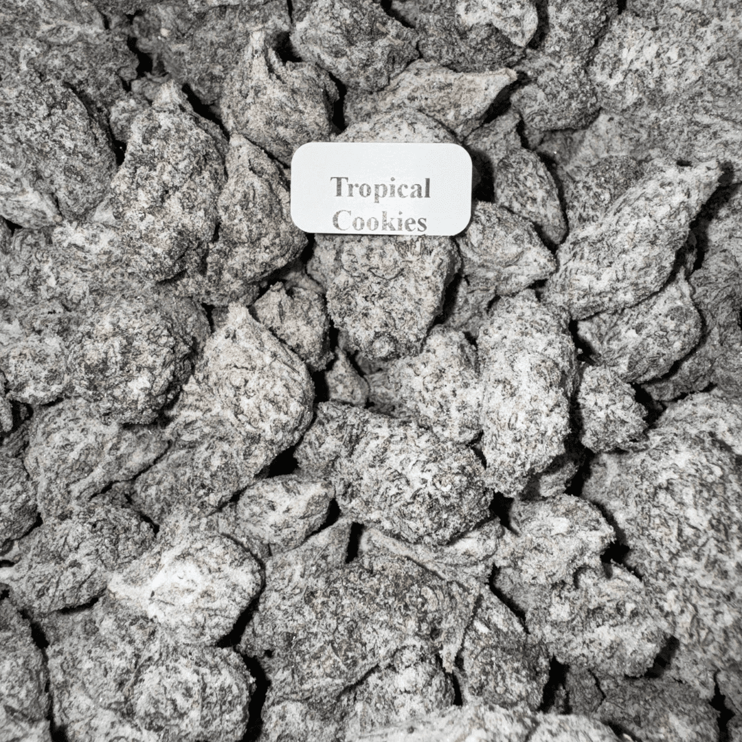 Bloomz Blazed Strongest Exotic Snow Caps Best Price