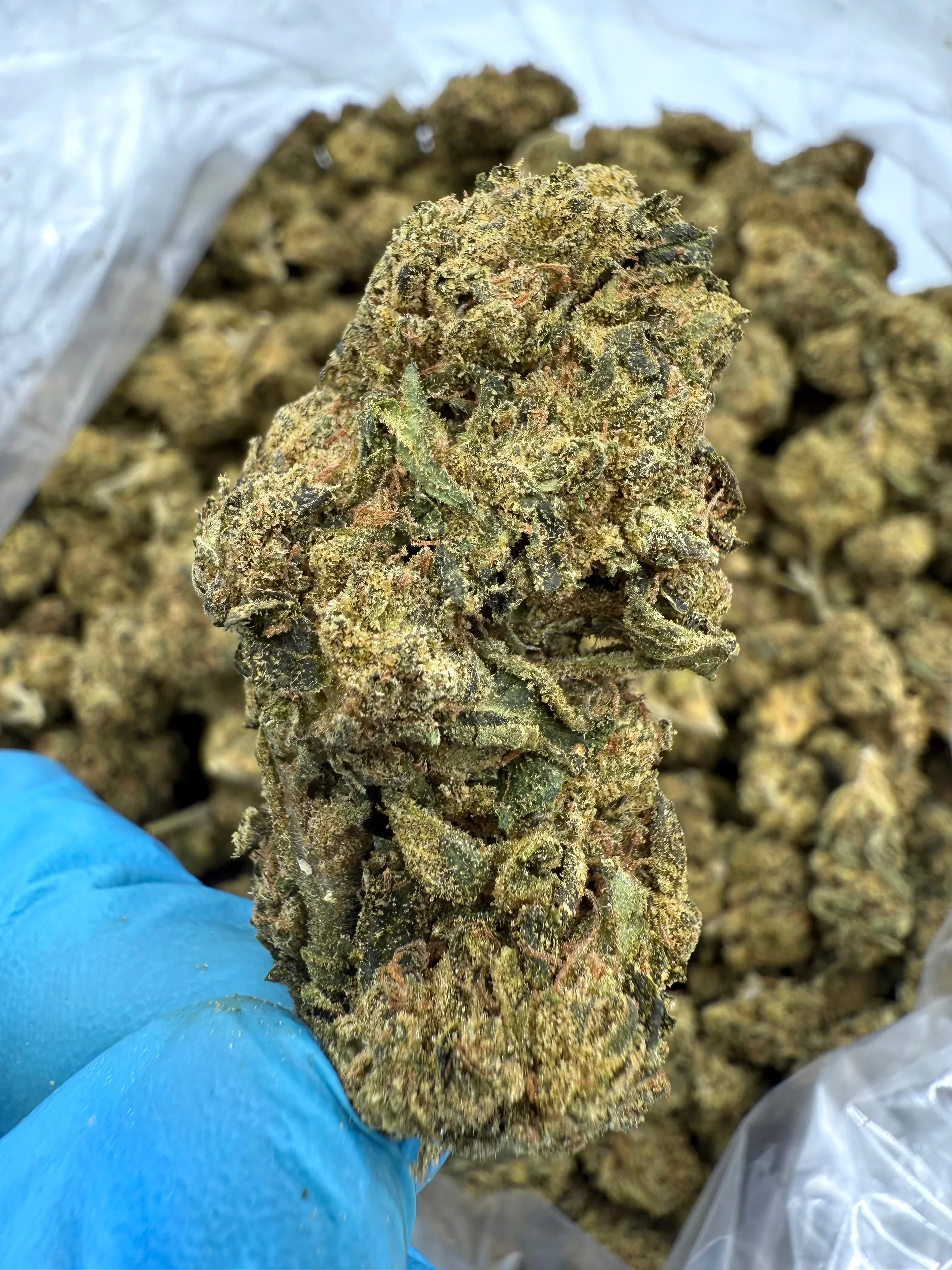 Stoner STON-FLW-GGLU-THCA-28GGorilla Glue THCA Flower - Stoner Classic