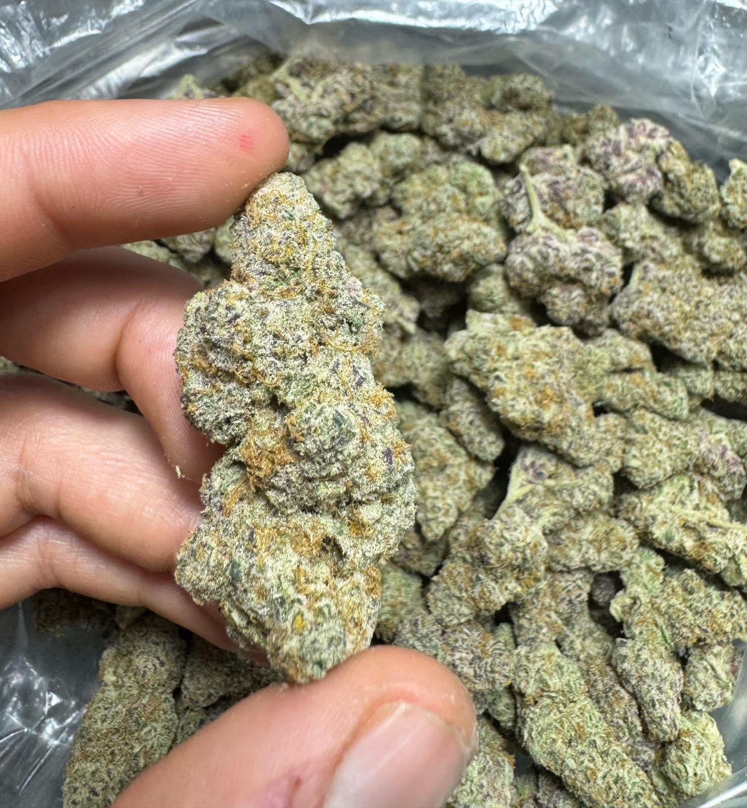 Bloomz Exotic THCA Pre-Rolls Gold Line – 3-Pack/6 Pack Best Price