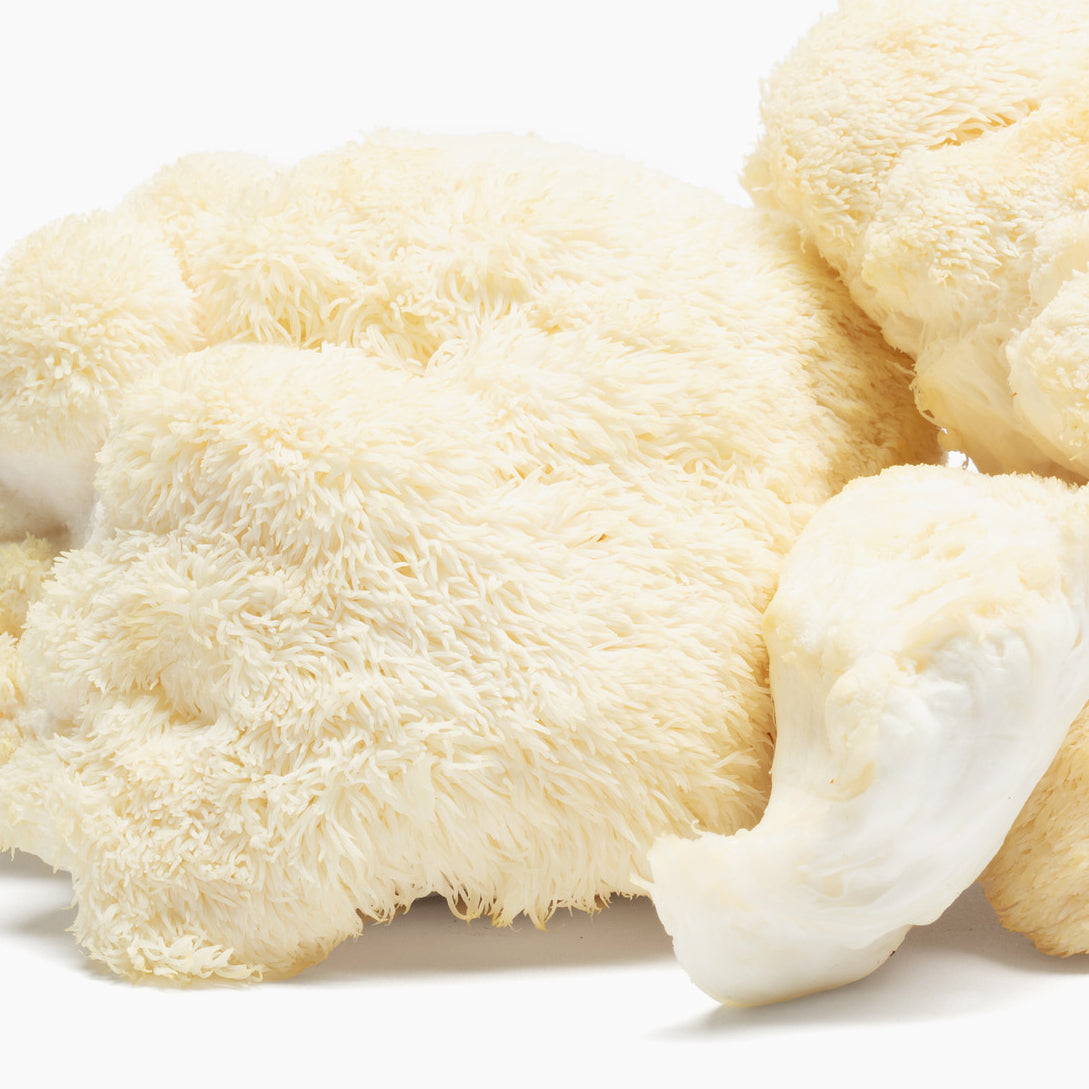 Charlotte's Web Focus Support with Lion's Mane Mushroom Gummy - 6 CT Best Price