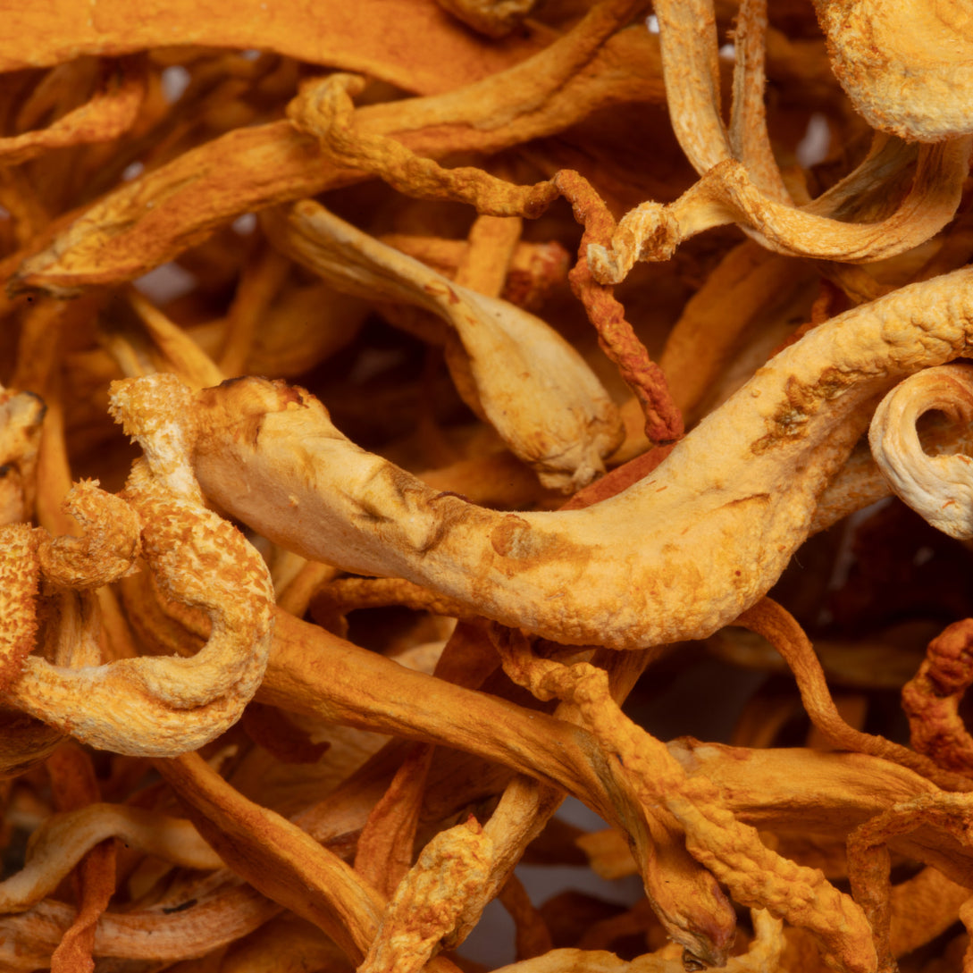 Charlotte's Web Energy Support with Cordyceps & Shiitake Mushroom Gummy Best Price