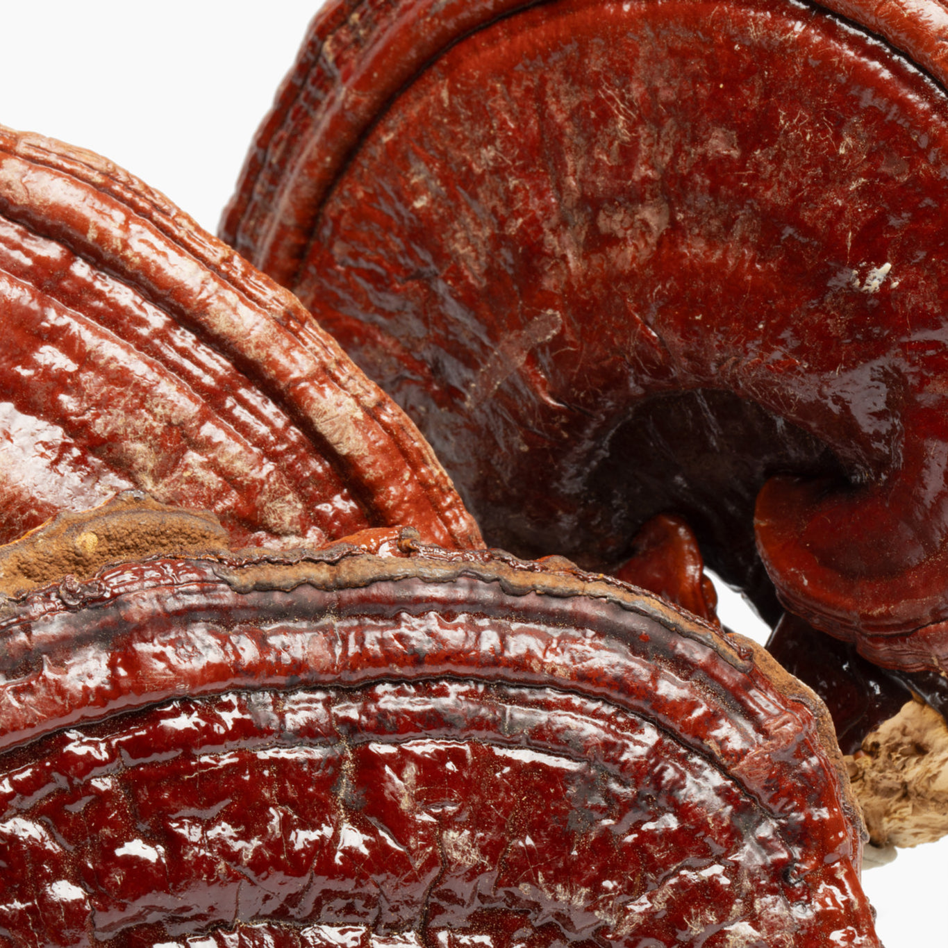 Charlotte's Web Stress Support with Reishi & Ashwagandha Mushroom Gummy Best Price