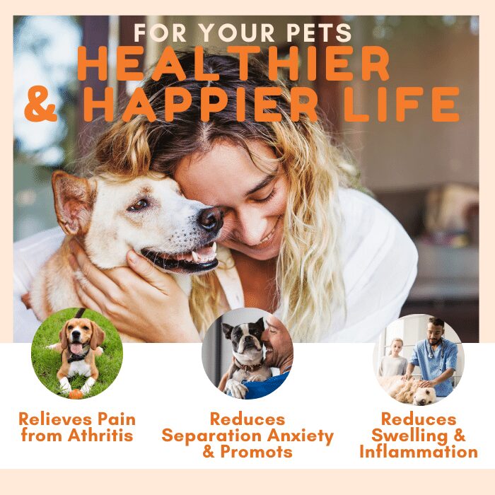 Stirling CBD - CBD Oil for Dogs (Large Breed Dogs) Best Price