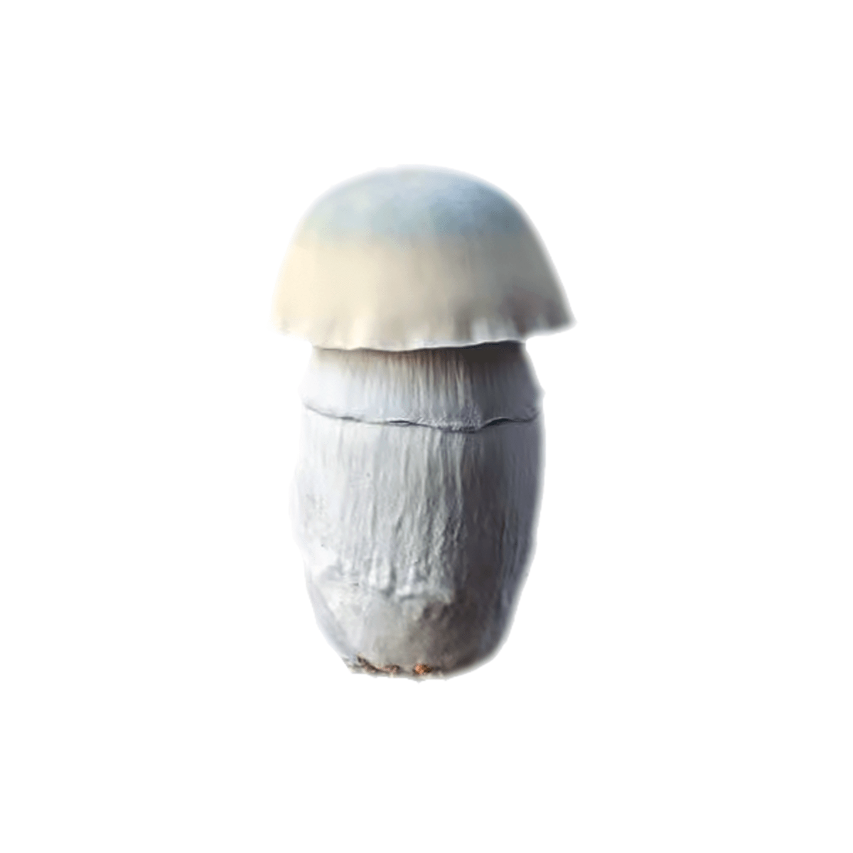 SporesMD Albino Penis Envy Mushroom Liquid Culture (10ml)