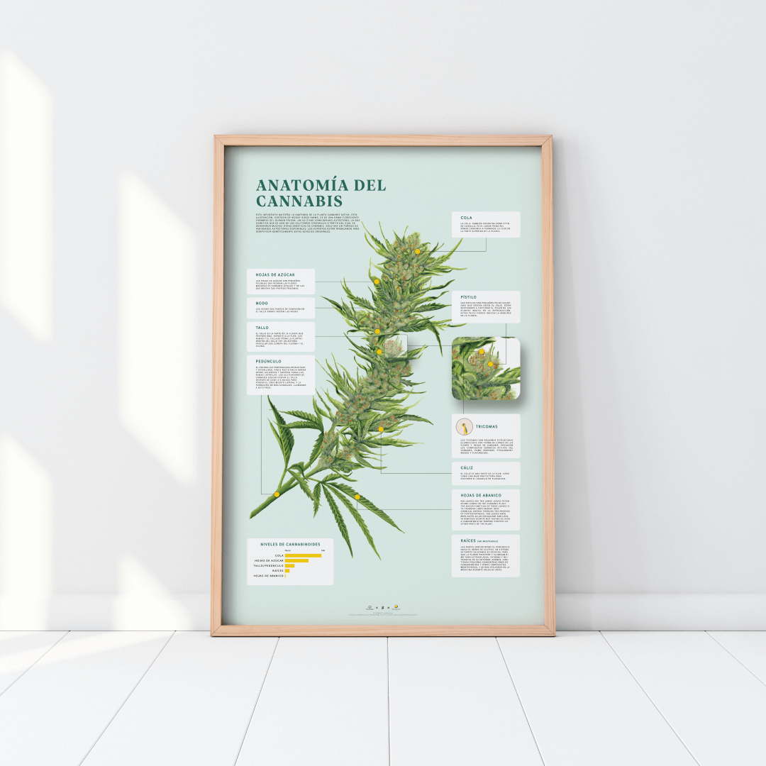 GoldLeaf Impresión de la Anatomía de Cannabis