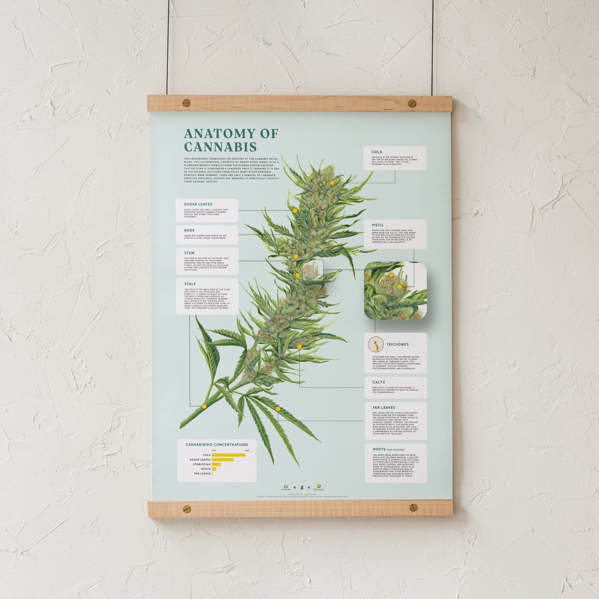 GoldLeaf Impresión de la Anatomía de Cannabis