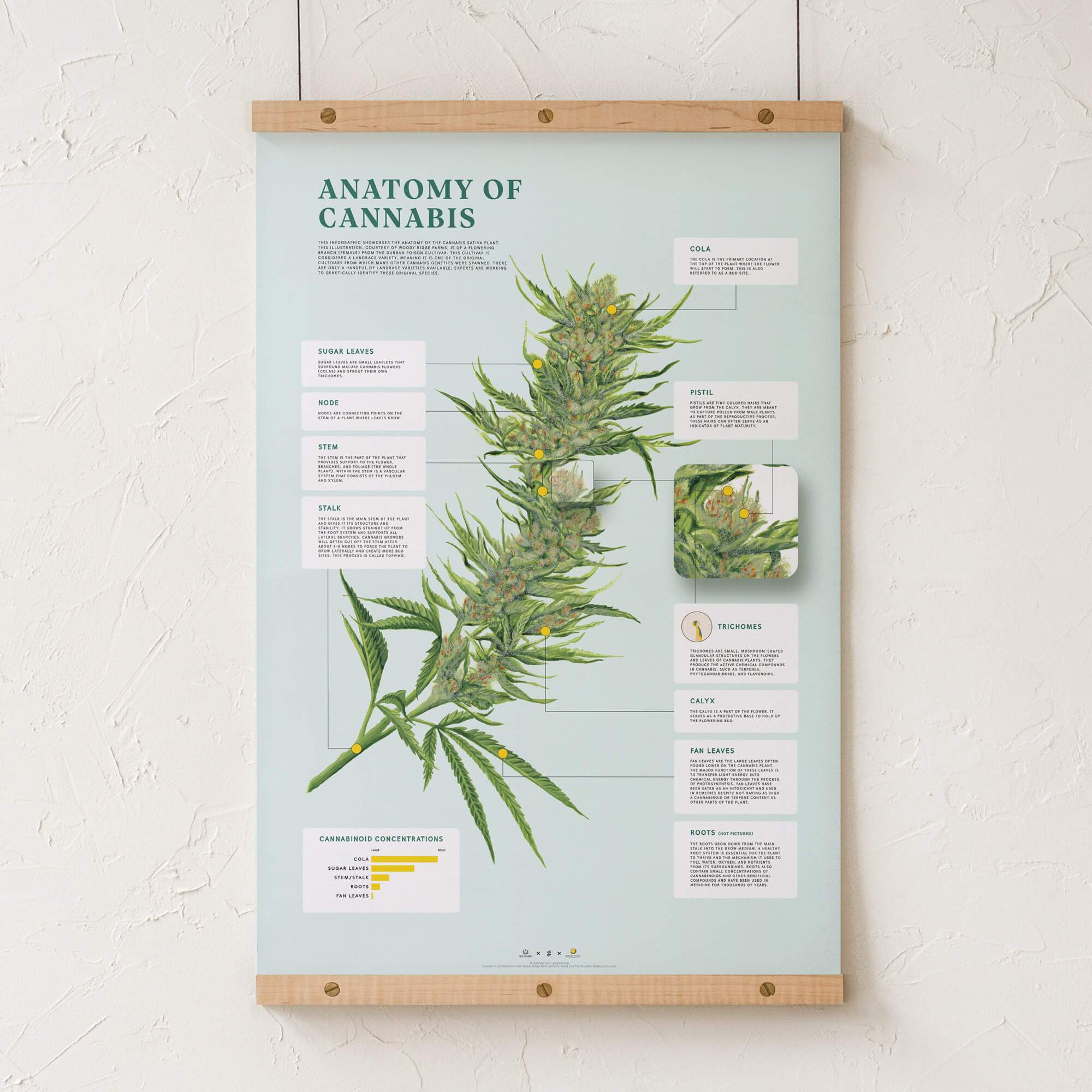 GoldLeaf Impresión de la Anatomía de Cannabis