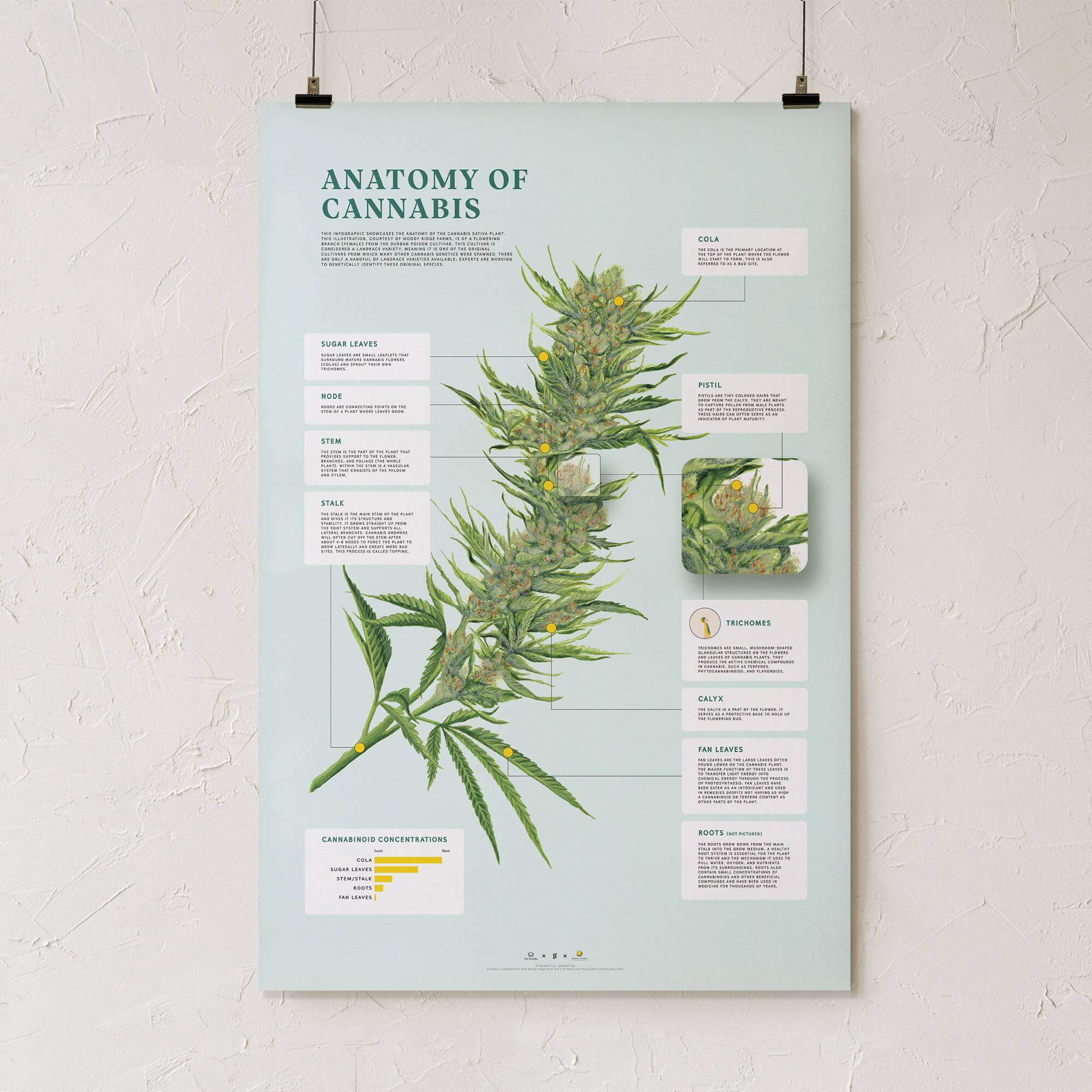 GoldLeaf Impresión de la Anatomía de Cannabis