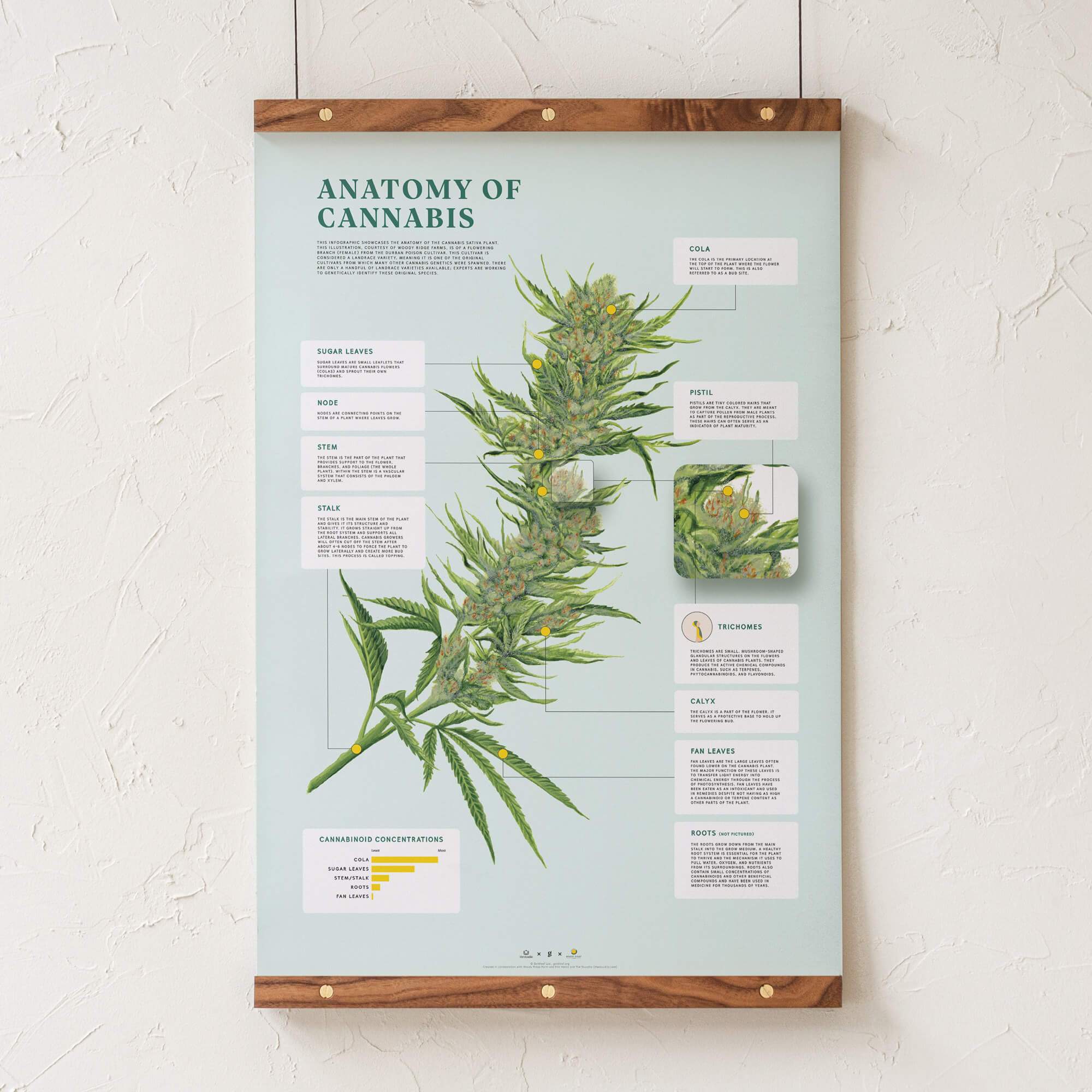 GoldLeaf Impresión de la Anatomía de Cannabis