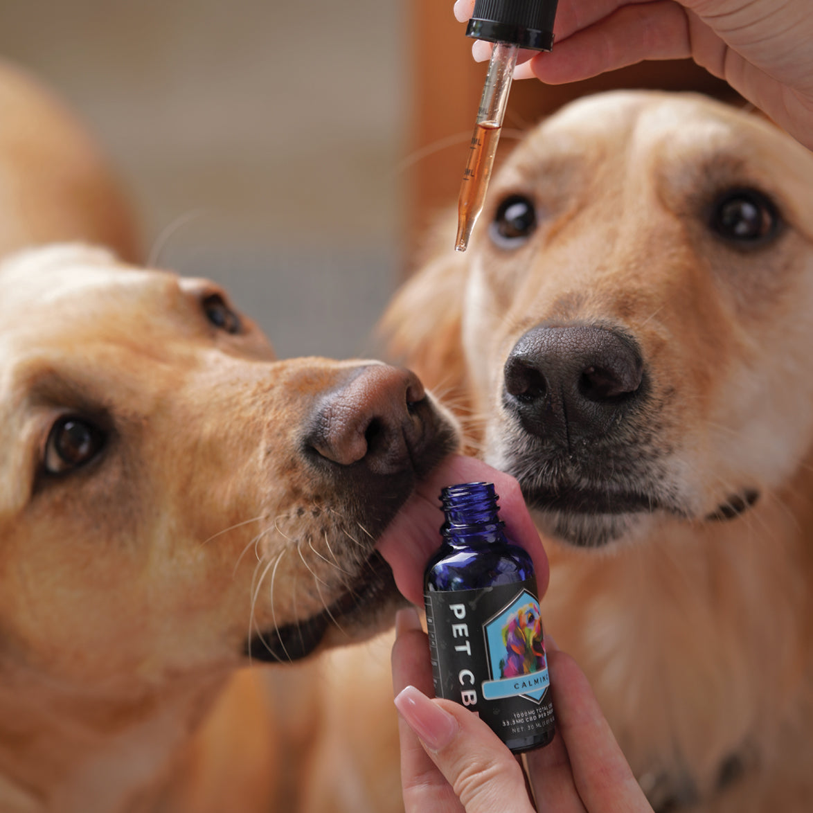Calming CBD Pet Oil For Dogs 1000 MG