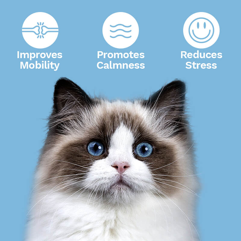 Cat CBD Soft Chews for Stress + Anxiety – 150mg