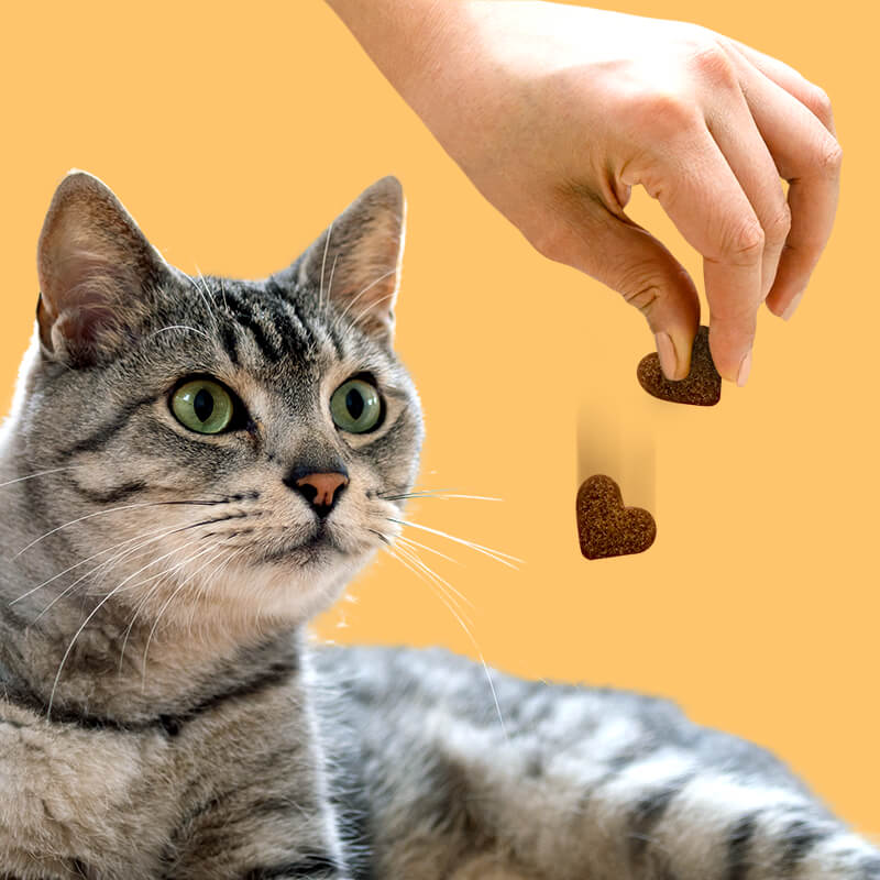 Cat CBD Soft Chews for Stress + Anxiety – 150mg