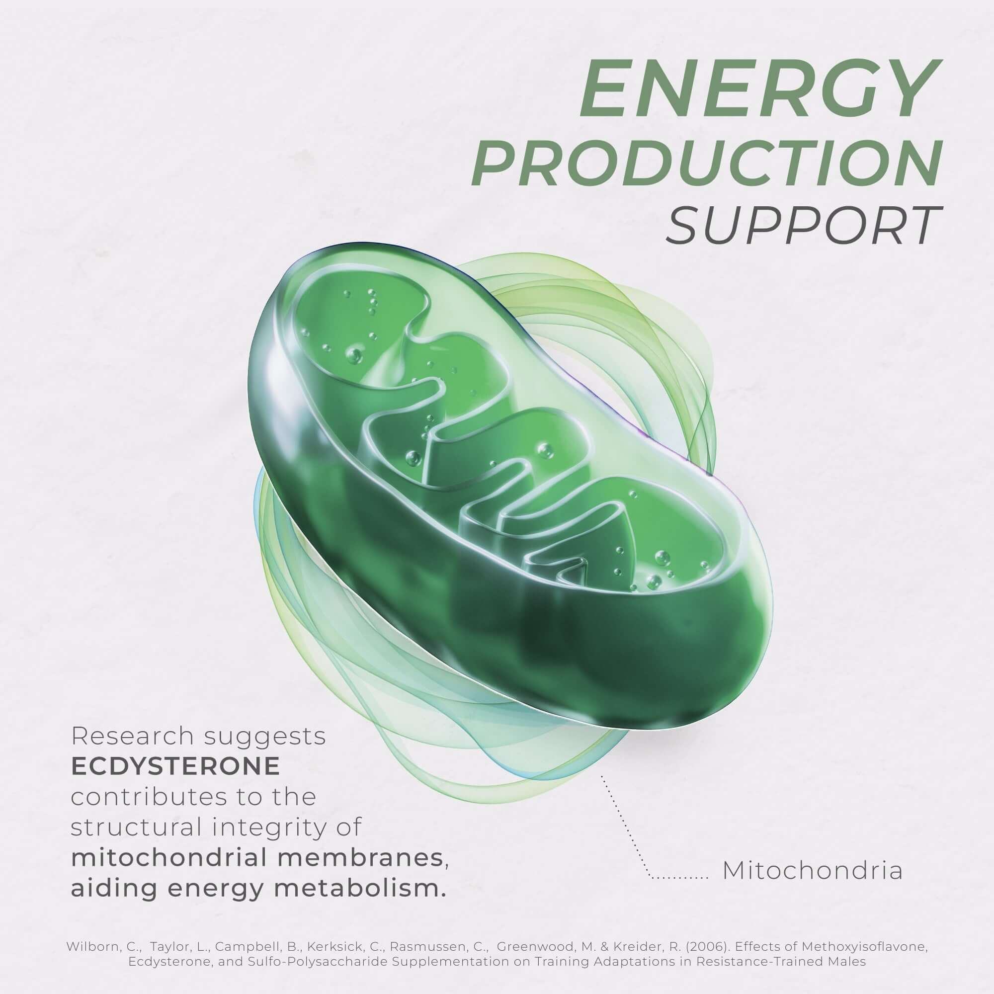 Neurogan Health Ecdysterone Supplement