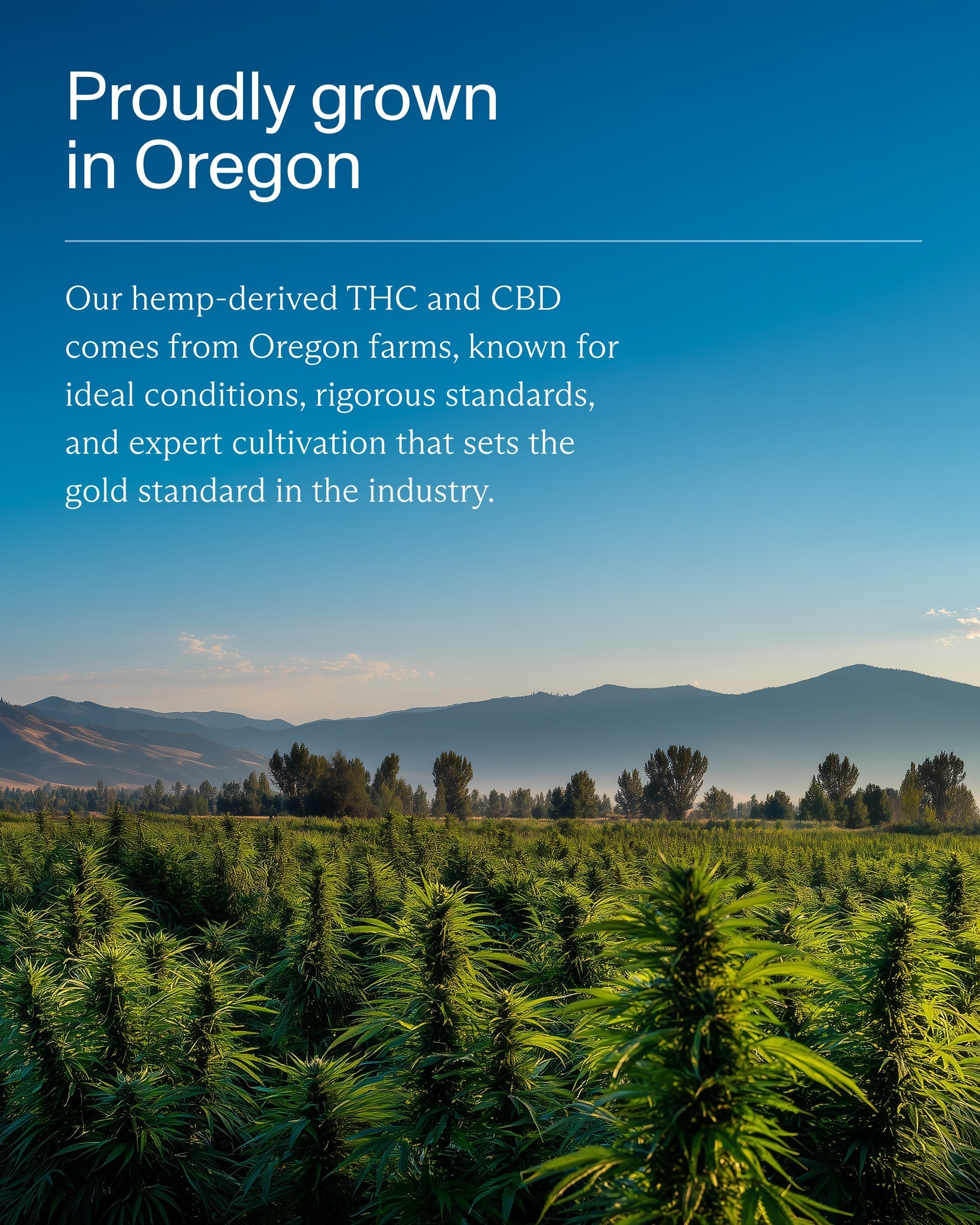 FOCL THC+ All-Day Variety Pack