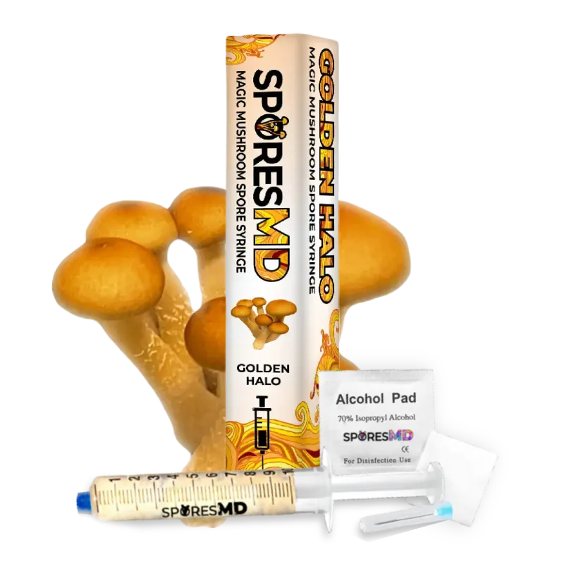 SporesMD Golden Halo Mushroom Liquid Culture (10ml)