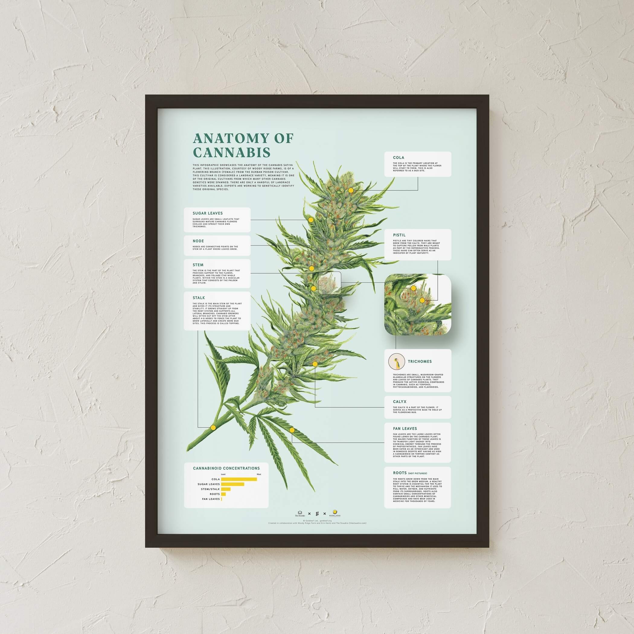 GoldLeaf Impresión de la Anatomía de Cannabis
