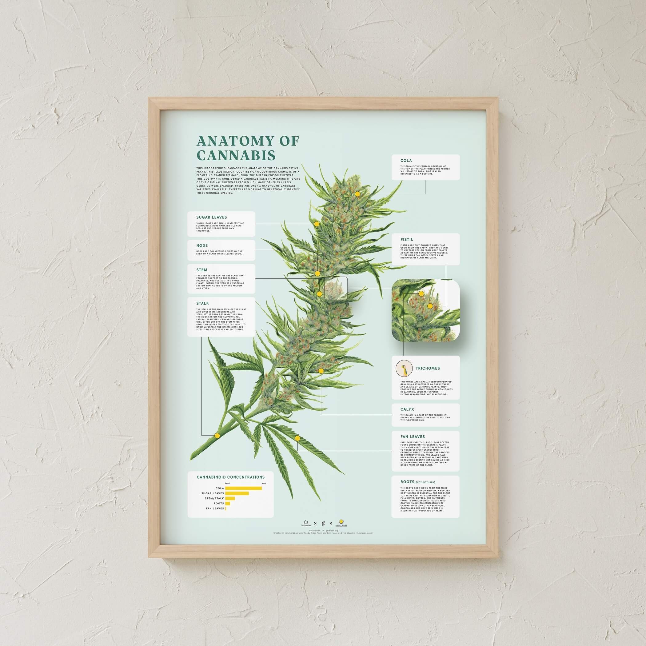 GoldLeaf Impresión de la Anatomía de Cannabis