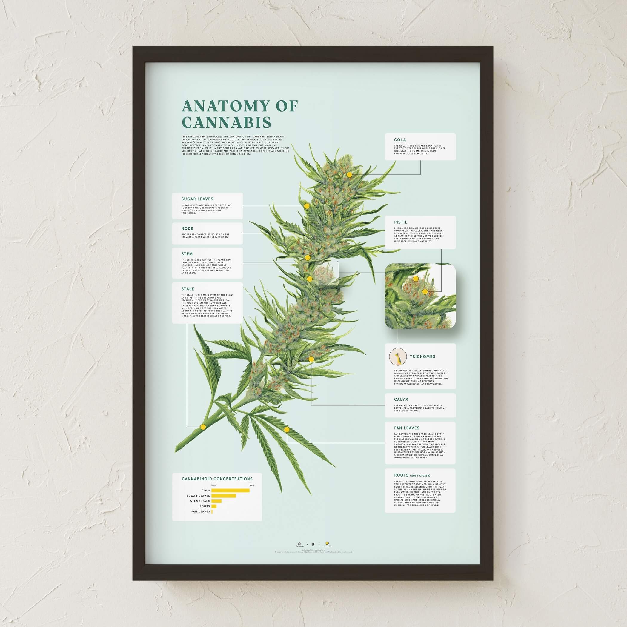 GoldLeaf Impresión de la Anatomía de Cannabis