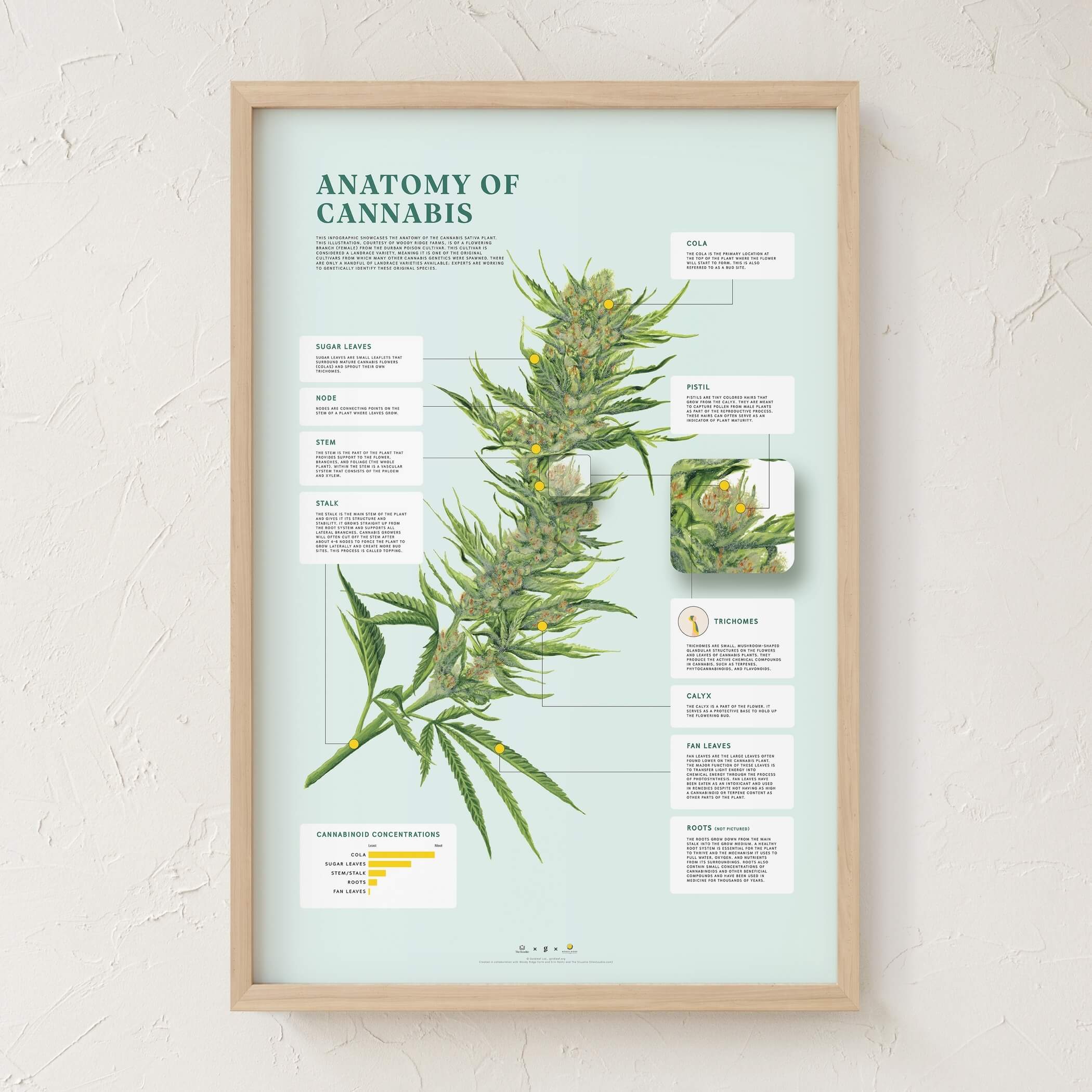 GoldLeaf Impresión de la Anatomía de Cannabis
