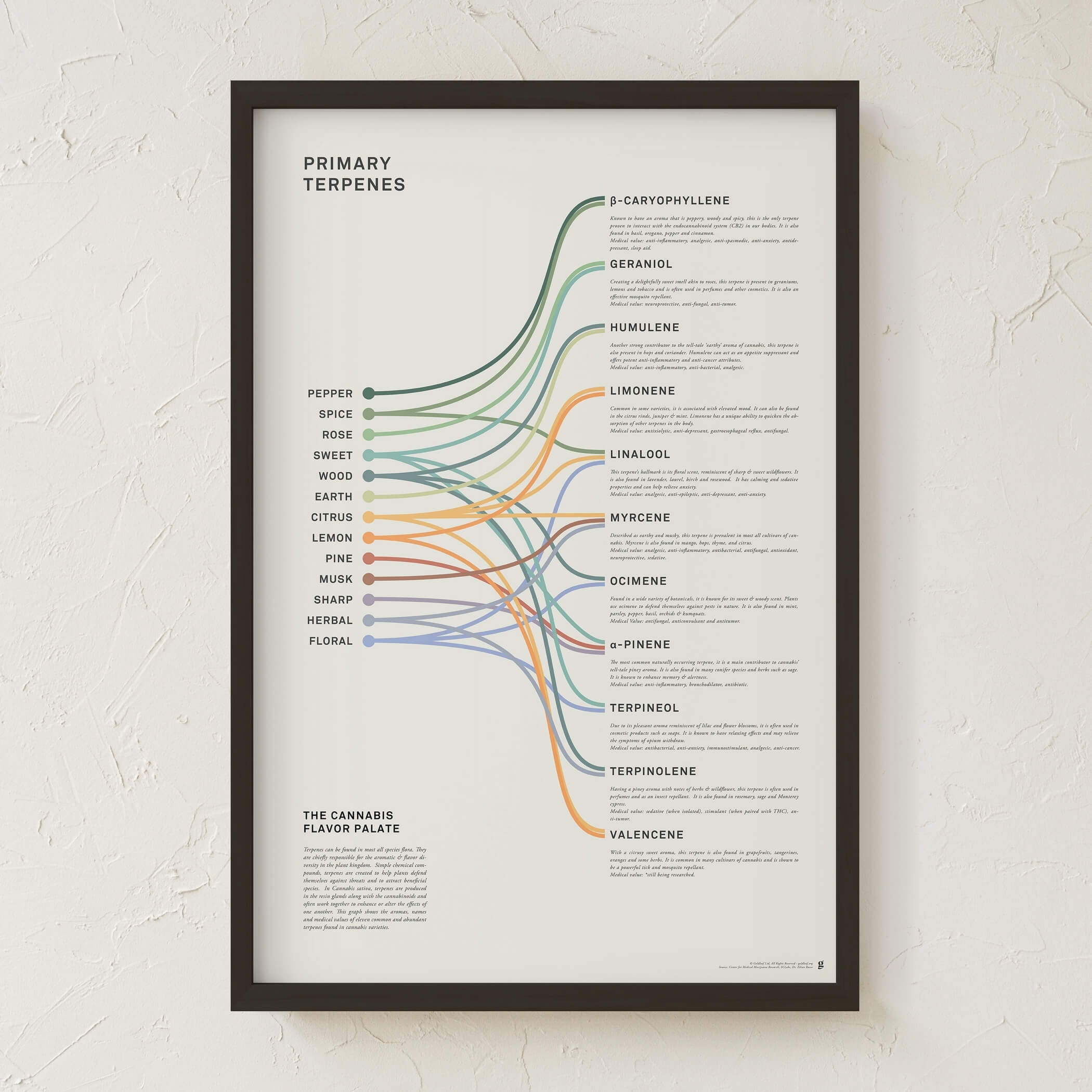 GoldLeaf Impresión Infográfica de Terpenos
