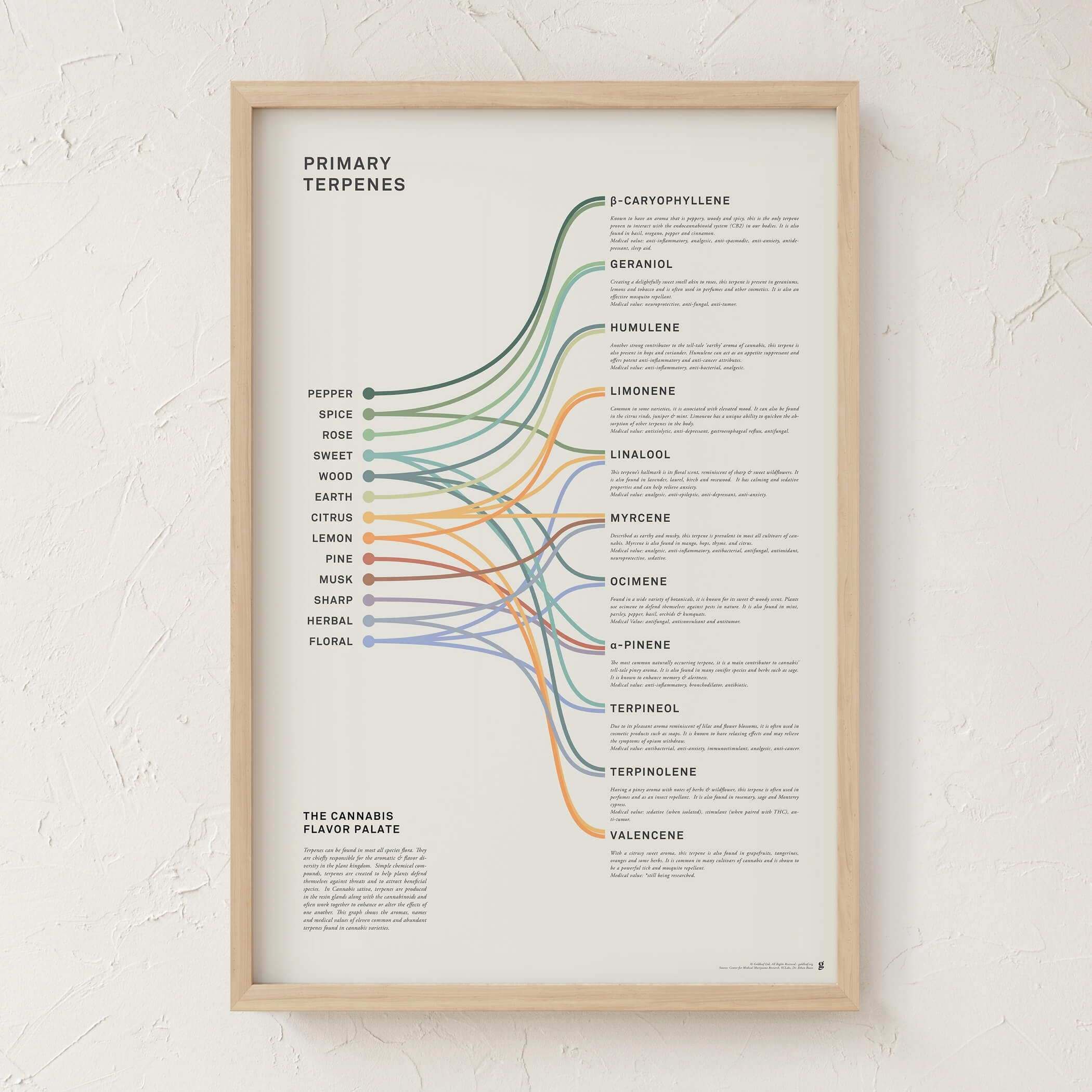 GoldLeaf Impresión Infográfica de Terpenos