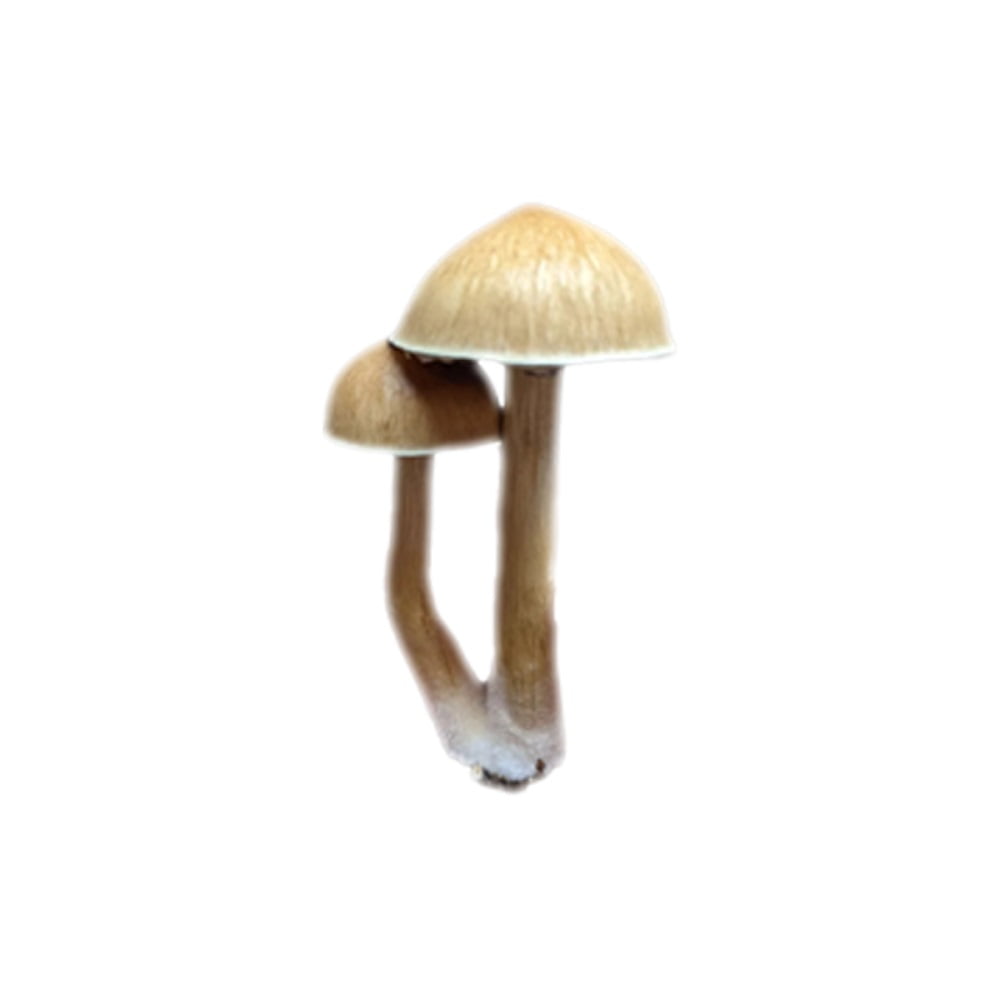 SporesMD Hill Billy Mushroom Liquid Culture (10ml)