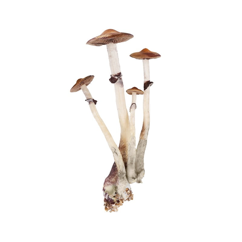 SporesMD Jedi Mind Mushroom Liquid Culture (10ml)