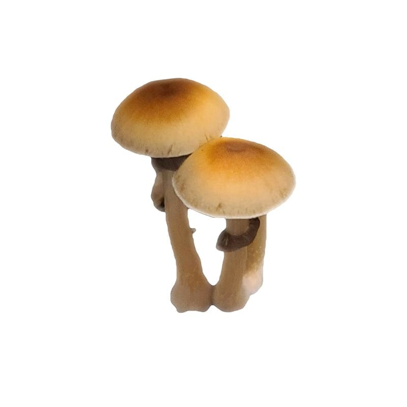 SporesMD Mazatapec Mushroom Liquid Culture (10ml)