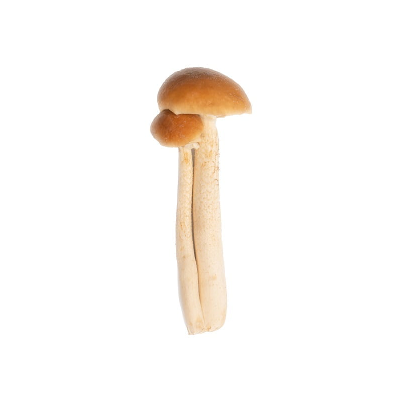 SporesMD Oak Ridge Mushroom Liquid Culture (10ml)