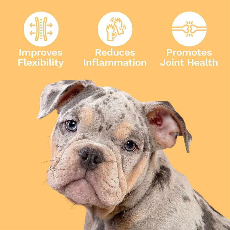 CBD Dog Treats for Joint + Mobility – Small to Medium Dogs – 300mg