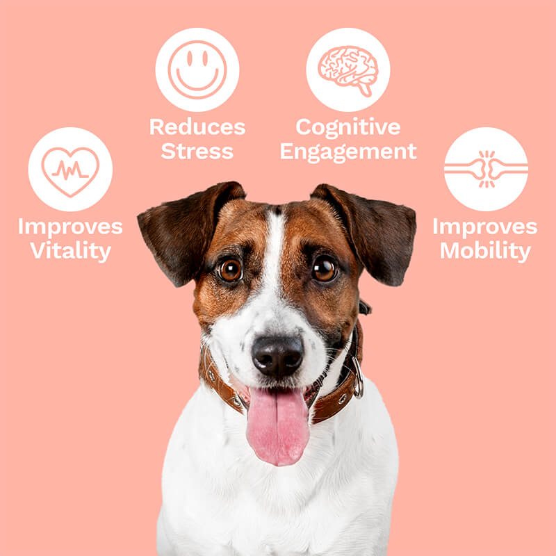 Penelope's Bloom CBD Oil For Dogs 250mg – 1000mg