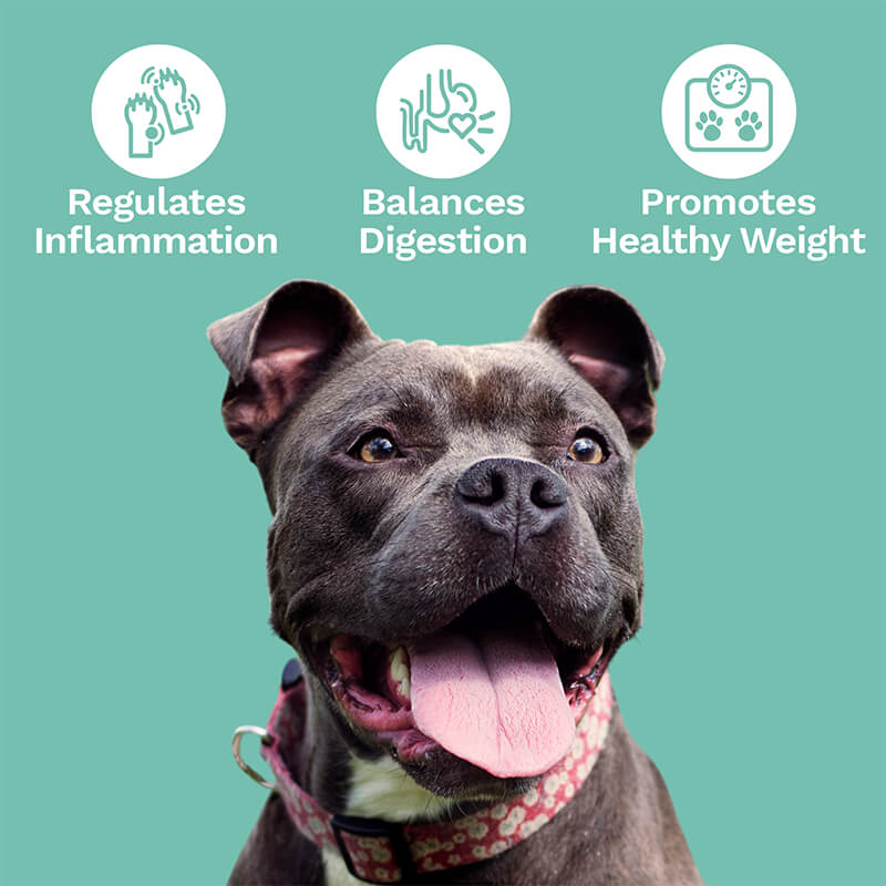 CBD Soft Chews For Digestive Support + Probiotic  – Medium to Large Dogs – 600mg